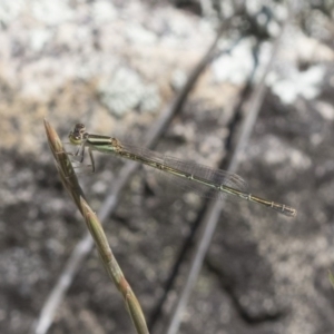 Ischnura aurora at Michelago, NSW - 12 Nov 2017