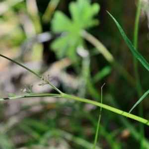 Gingidia harveyana at Bolaro, NSW - 30 Nov 2017