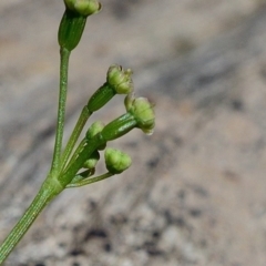 Gingidia harveyana at Bolaro, NSW - 30 Nov 2017