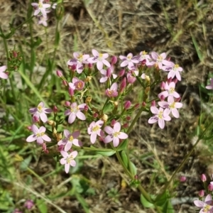 Centaurium erythraea at Garran, ACT - 16 Dec 2017