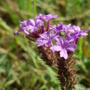 Verbena incompta at Garran, ACT - 16 Dec 2017 10:07 AM