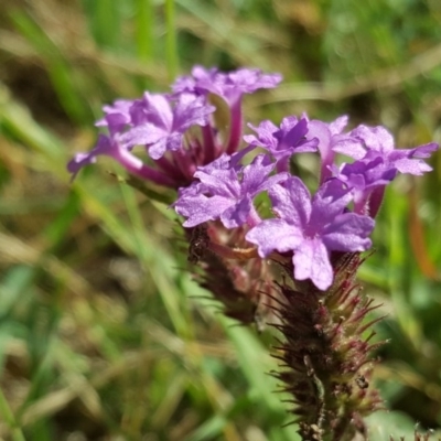 Verbena incompta (Purpletop) at Garran, ACT - 15 Dec 2017 by Mike