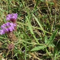 Verbena incompta at Garran, ACT - 16 Dec 2017 10:07 AM