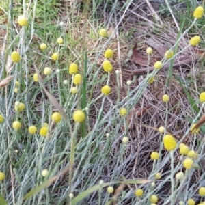 Calocephalus citreus at O'Malley, ACT - 16 Dec 2017