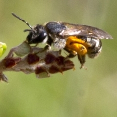 Lasioglossum (Chilalictus) sp. (genus & subgenus) (Halictid bee) at Brindabella, ACT - 15 Dec 2017 by JudithRoach