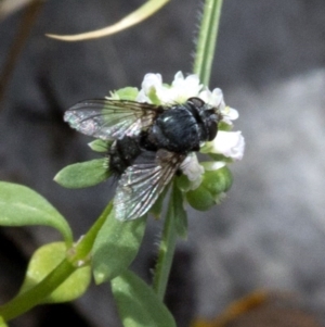 Tachinidae (family) at Brindabella, ACT - 15 Dec 2017 03:28 PM