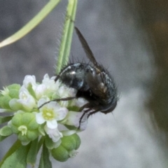 Tachinidae (family) at Brindabella, ACT - 15 Dec 2017 03:28 PM