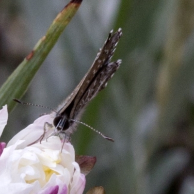 Neolucia agricola (Fringed Heath-blue) at Cotter River, ACT - 15 Dec 2017 by Judith Roach