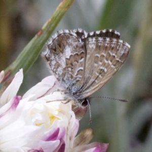 Neolucia agricola at Cotter River, ACT - 15 Dec 2017 04:02 PM