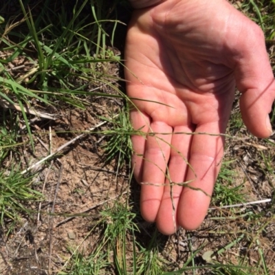 Tripogonella loliiformis (Five Minute Grass, Rye Beetle-Grass) at Molonglo River Reserve - 15 Dec 2017 by NickiTaws