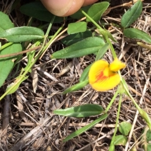 Zornia dyctiocarpa var. dyctiocarpa at Molonglo River Reserve - 16 Dec 2017