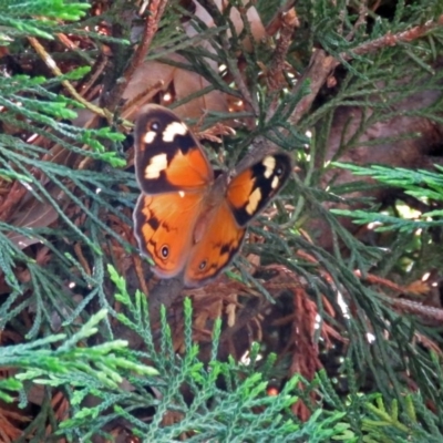 Heteronympha merope (Common Brown Butterfly) at Parkes, ACT - 16 Dec 2017 by RodDeb