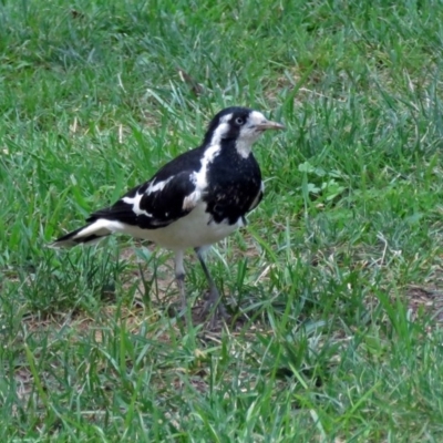 Grallina cyanoleuca (Magpie-lark) at Parkes, ACT - 16 Dec 2017 by RodDeb