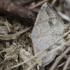 Taxeotis intextata (Looper Moth, Grey Taxeotis) at Michelago, NSW - 5 Nov 2017 by Illilanga