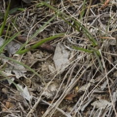 Taxeotis intextata at Michelago, NSW - 5 Nov 2017 01:12 PM