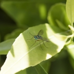 Dolichopodidae (family) at Michelago, NSW - 12 Nov 2017