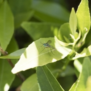 Dolichopodidae (family) at Michelago, NSW - 12 Nov 2017