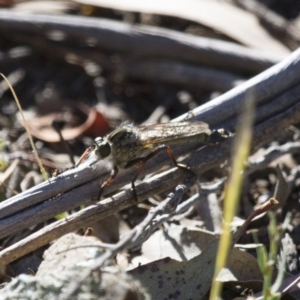 Dolopus rubrithorax at Michelago, NSW - 2 Nov 2014 07:38 AM