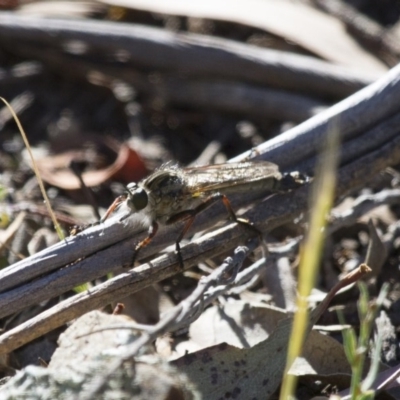 Dolopus rubrithorax (Large Brown Robber Fly) at Michelago, NSW - 1 Nov 2014 by Illilanga