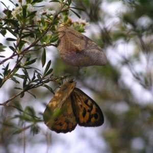 Heteronympha merope at Kambah, ACT - 15 Dec 2017