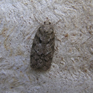 Philobota philostaura at Kambah, ACT - 15 Dec 2017 07:16 PM