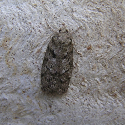 Philobota philostaura (A Concealer moth (Philobota group)) at Kambah, ACT - 15 Dec 2017 by MatthewFrawley
