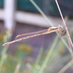 Austrolestes analis (Slender Ringtail) at Kambah, ACT - 16 Dec 2017 by MatthewFrawley