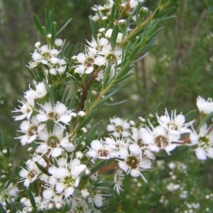 Kunzea ericoides at Kambah, ACT - 16 Dec 2017