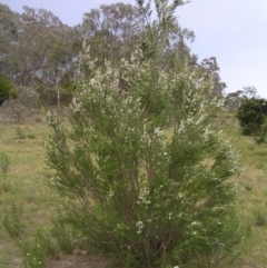 Kunzea ericoides at Kambah, ACT - 16 Dec 2017