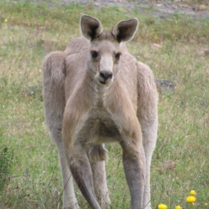 Macropus giganteus at Mount Taylor - 16 Dec 2017 06:34 PM