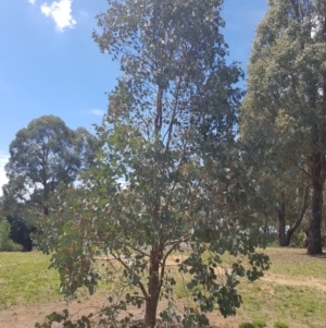 Eucalyptus polyanthemos at Griffith Woodland (GRW) - 16 Dec 2017 02:56 PM