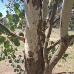 Eucalyptus polyanthemos at Griffith Woodland (GRW) - 16 Dec 2017 02:56 PM