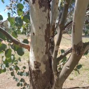 Eucalyptus polyanthemos at Griffith Woodland (GRW) - 16 Dec 2017