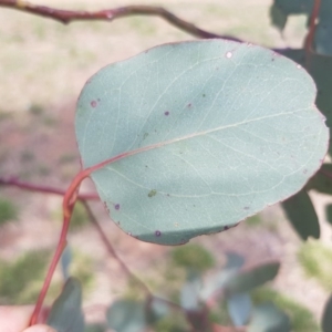 Eucalyptus polyanthemos at Griffith Woodland (GRW) - 16 Dec 2017 02:56 PM