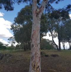 Eucalyptus mannifera (Brittle Gum) at Griffith, ACT - 5 Jan 2018 by ianandlibby1