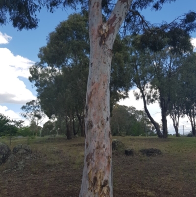 Eucalyptus mannifera (Brittle Gum) at Griffith, ACT - 4 Jan 2018 by ianandlibby1