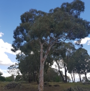 Eucalyptus mannifera at Griffith Woodland (GRW) - 5 Jan 2018