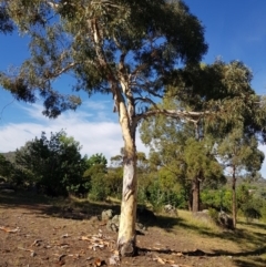 Eucalyptus mannifera at Griffith Woodland (GRW) - 5 Jan 2018 08:53 AM