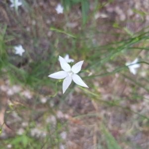 Wahlenbergia sp. at Griffith, ACT - 17 Dec 2017