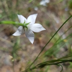 Wahlenbergia sp. at Griffith, ACT - 17 Dec 2017