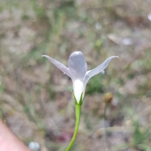 Wahlenbergia sp. at Griffith, ACT - 17 Dec 2017 02:24 PM