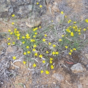 Tricoryne elatior at Griffith, ACT - 17 Dec 2017 02:18 PM