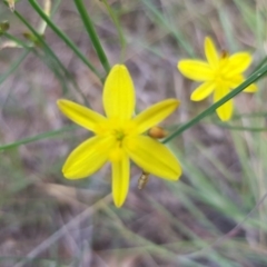 Tricoryne elatior at Griffith, ACT - 17 Dec 2017 02:18 PM