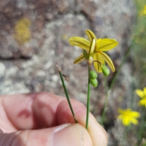 Tricoryne elatior at Griffith, ACT - 17 Dec 2017 02:18 PM