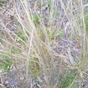 Austrostipa scabra subsp. falcata at Griffith, ACT - 16 Dec 2017 02:48 PM