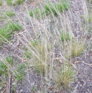 Austrostipa scabra subsp. falcata at Griffith, ACT - 16 Dec 2017