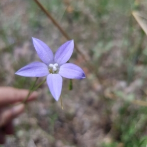 Wahlenbergia sp. at Griffith, ACT - 17 Dec 2017 02:25 PM