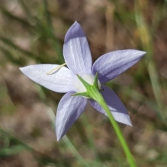 Wahlenbergia sp. at Griffith, ACT - 17 Dec 2017 02:25 PM