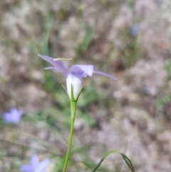 Wahlenbergia sp. at Griffith, ACT - 17 Dec 2017 02:25 PM