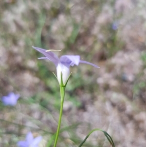 Wahlenbergia sp. at Griffith, ACT - 17 Dec 2017 02:25 PM